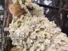 猫咪配合主人打扮 乖得像假猫 究竟咋梗?