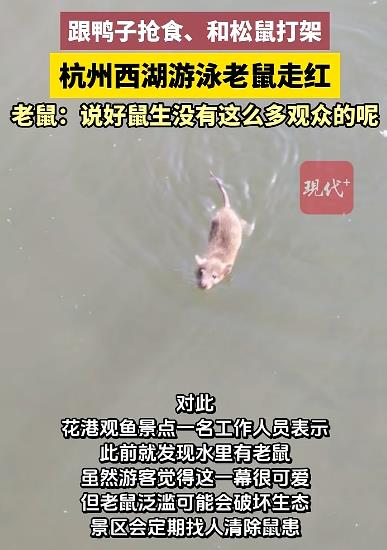 老鼠竟在西湖游泳&ldquo;打劫&rdquo;观赏鱼