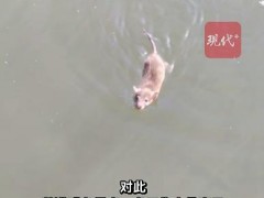 老鼠竟在西湖游泳“打劫”观赏鱼 究竟咋梗？