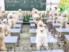 95后女生每月花1.2万送狗上学 究竟咋梗？