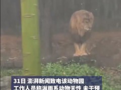 广州下暴雨 动物园“落汤狮”走红 究竟咋梗？