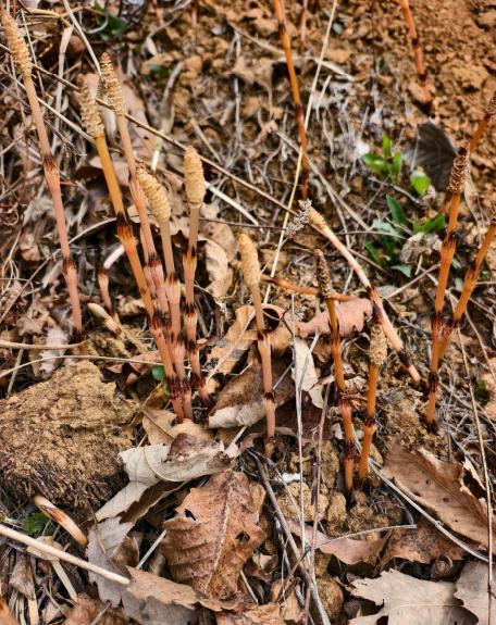 8岁男孩爬山识草预判山下藏金矿