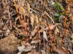 8岁男孩爬山识草预判山下藏金矿 AI验证引关注（图）