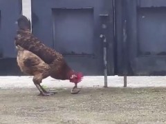 公鸡遇上小蛇顷刻间胜负已分，田间突发较量