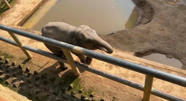 园方称小象掏喉咙是习惯非刻板行为 网友担忧引关注