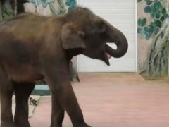 园方称小象掏喉咙是习惯非刻板行为 网友担忧引关注（图）