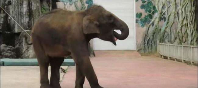 园方称小象掏喉咙是习惯非刻板行为