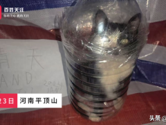 男子疑因金主打赏虐杀小猫 残忍行为激起公愤（图）