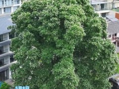 洛阳千年菩提树开花了 究竟咋梗？