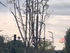 鹦鹉放飞不愿回家 主人一招搞定 究竟咋梗？