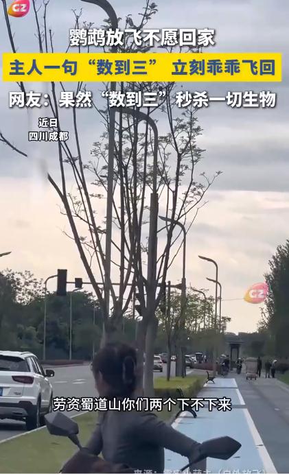 鹦鹉放飞不愿回家 主人一招搞定