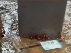 广东暴雨天蟑螂成群出动 究竟咋梗？