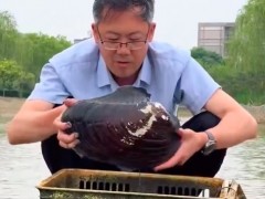 老师带学生寻找多年前养的蚌 网友：成蚌“精”了（图）