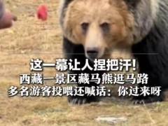 游客投喂藏马熊 还喊话：你过来呀 心大游客无视警告（图）